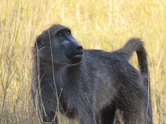 Africa—Garden of Eden Along the Chobe River - Musings, Memoir and ...