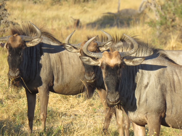 Africa—Chobe National Park - Musings, Memoir and Medicine from Erica ...