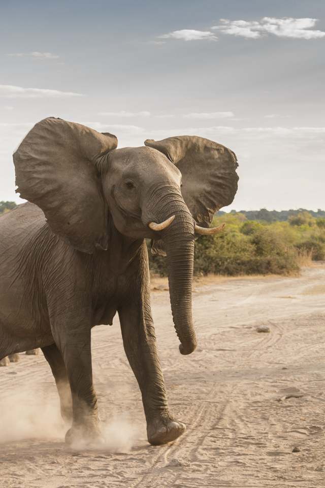 Africa—Garden of Eden Along the Chobe River - Musings, Memoir and ...